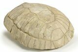 Inflated Fossil Tortoise (Stylemys) - South Dakota #316906-3